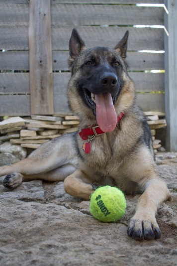 german shepherd dog kong tennis ball tired